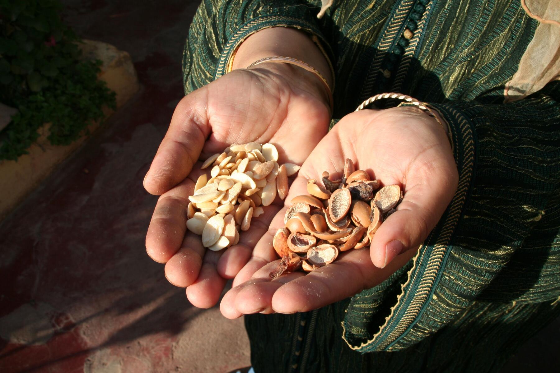 Femmes berbères pressant l'huile d'argan