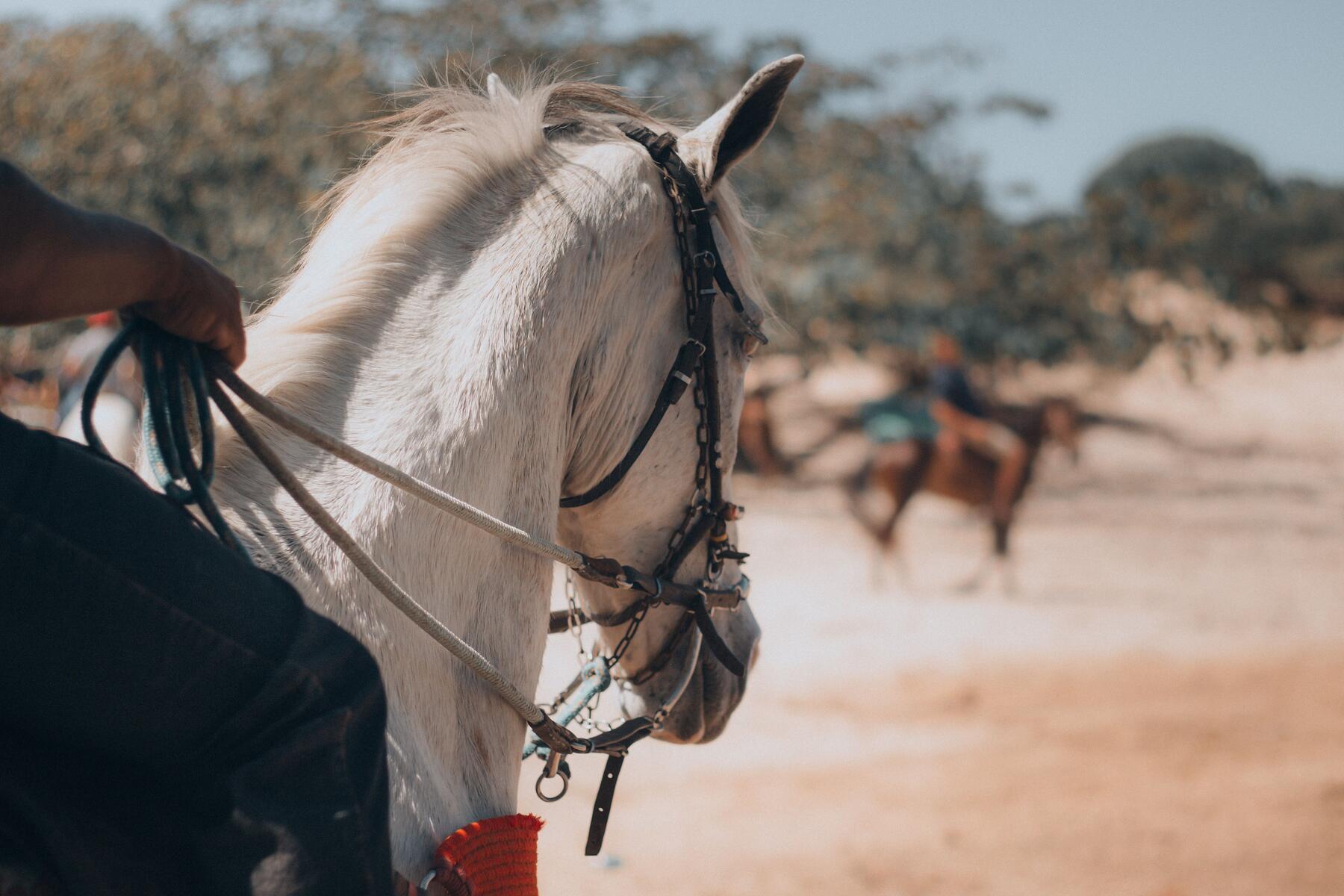 Galop sur la plage d'Essaouira